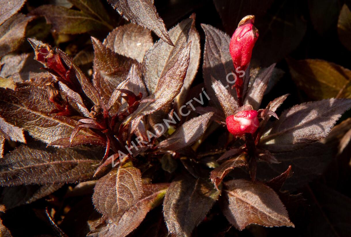 Vajgélie květnatá 'Elvera' - Weigela florida 'Elvera'
