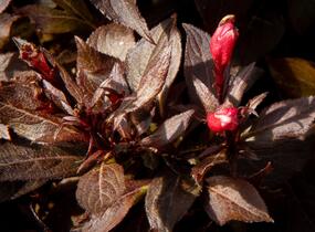 Vajgélie květnatá 'Elvera' - Weigela florida 'Elvera'