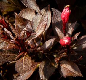 Vajgélie květnatá 'Elvera' - Weigela florida 'Elvera'