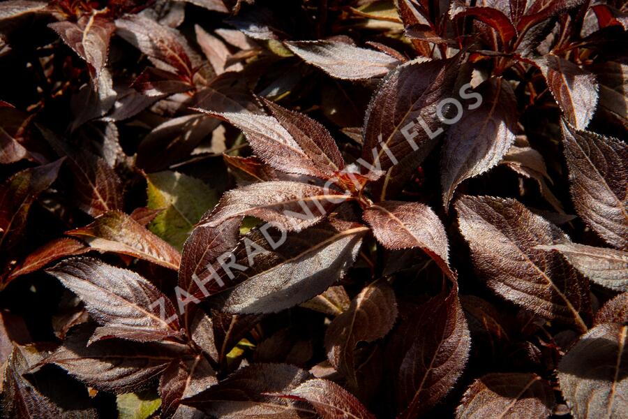 Vajgélie květnatá 'Elvera' - Weigela florida 'Elvera'