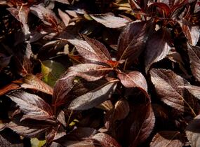 Vajgélie květnatá 'Elvera' - Weigela florida 'Elvera'