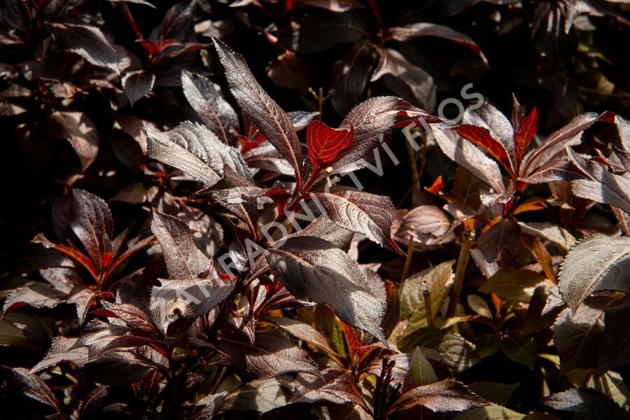 Vajgélie květnatá 'Elvera' - Weigela florida 'Elvera'