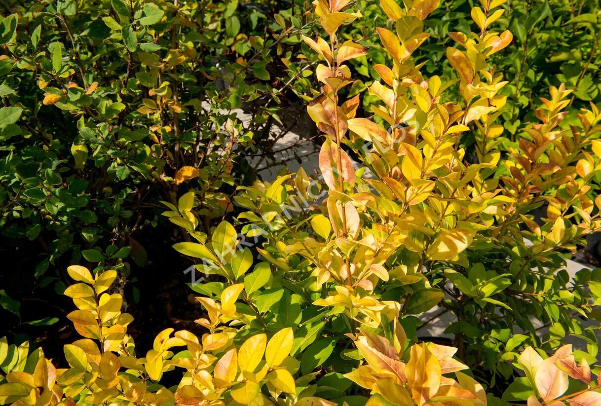 Ptačí zob 'Vicaryi' - Ligustrum vulgare 'Vicaryi'