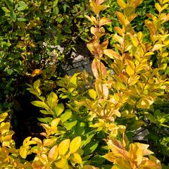 Ptačí zob 'Vicaryi' - Ligustrum 'Vicaryi'