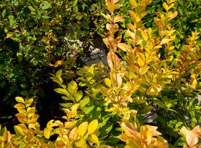 Ptačí zob 'Vicaryi' - Ligustrum vulgare 'Vicaryi'