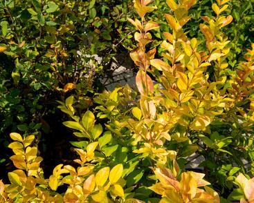 Ptačí zob 'Vicaryi'