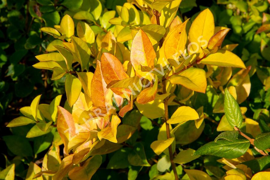 Ptačí zob 'Vicaryi' - Ligustrum 'Vicaryi'