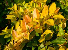 Ptačí zob 'Vicaryi' - Ligustrum vulgare 'Vicaryi'