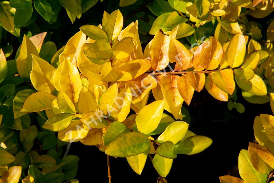 Ptačí zob 'Vicaryi' - Ligustrum 'Vicaryi'