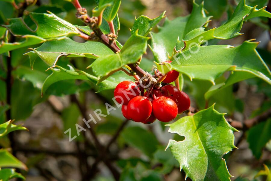 Cesmína modrá 'Blue Princess' - Ilex meserveae 'Blue Princess'