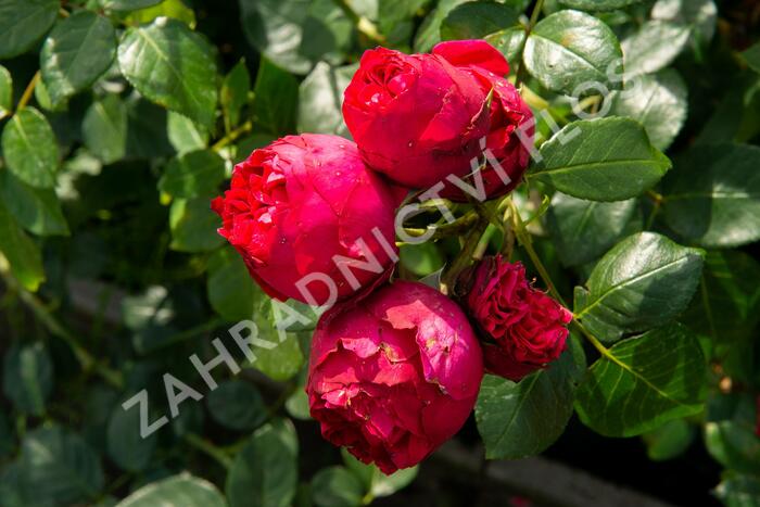 Růže pnoucí Meilland 'Red Eden Rose' - Rosa PN 'Red Eden Rose'