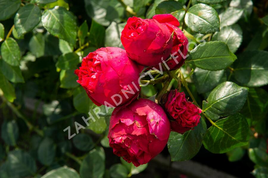 Růže pnoucí Meilland 'Red Eden Rose' - Rosa PN 'Red Eden Rose'