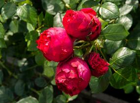 Růže pnoucí Meilland 'Red Eden Rose' - Rosa PN 'Red Eden Rose'