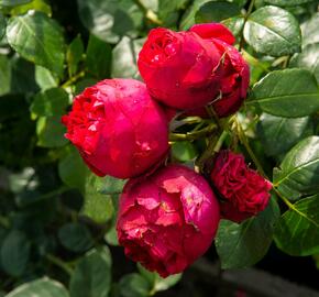 Růže pnoucí Meilland 'Red Eden Rose' - Rosa PN 'Red Eden Rose'