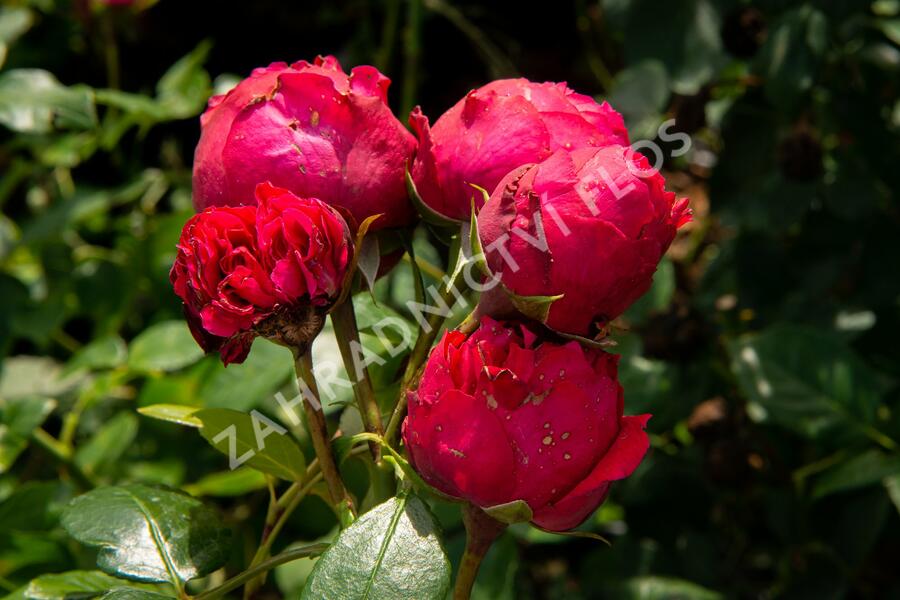 Růže pnoucí Meilland 'Red Eden Rose' - Rosa PN 'Red Eden Rose'