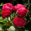 Růže pnoucí Meilland 'Red Eden Rose' - Rosa PN 'Red Eden Rose'