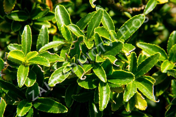 Brslen japonský 'Microphyllus' - Euonymus japonicus 'Microphyllus'