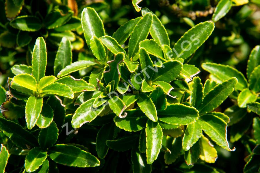 Brslen japonský 'Microphyllus' - Euonymus japonicus 'Microphyllus'