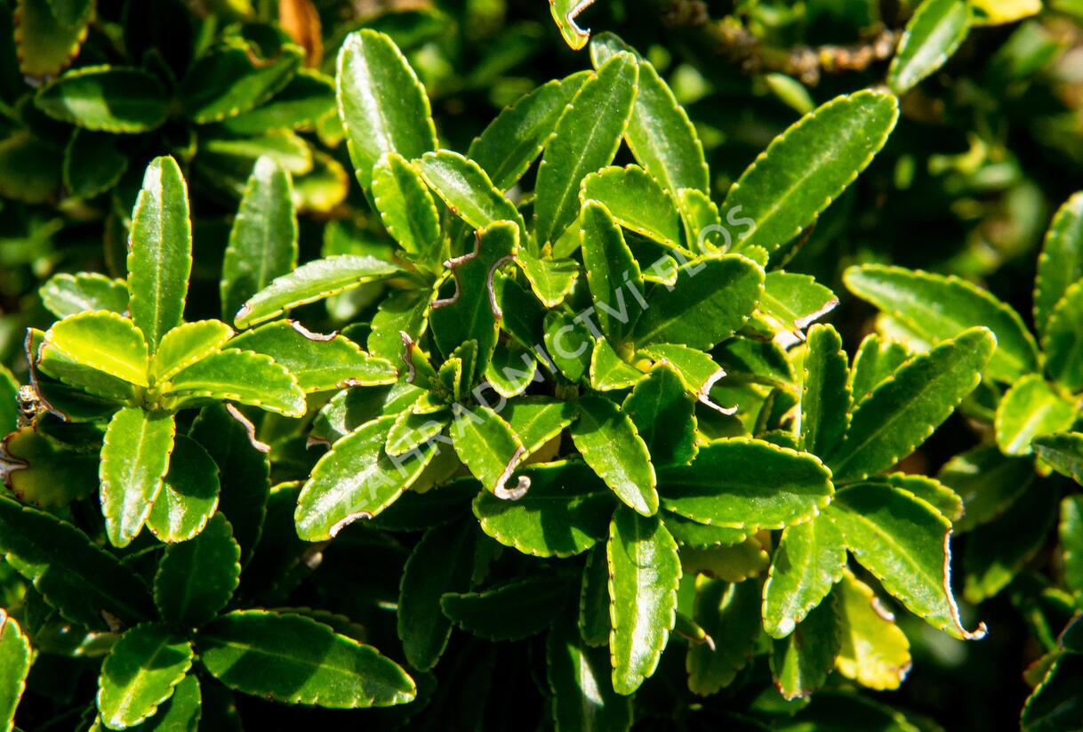 Brslen japonský 'Microphyllus' - Euonymus japonicus 'Microphyllus'