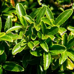 Brslen japonský 'Microphyllus' - Euonymus japonicus 'Microphyllus'