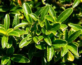 Brslen japonský 'Microphyllus'