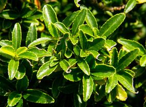 Brslen japonský 'Microphyllus' - Euonymus japonicus 'Microphyllus'