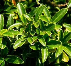 Brslen japonský 'Microphyllus' - Euonymus japonicus 'Microphyllus'