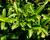 Brslen japonský 'Microphyllus'