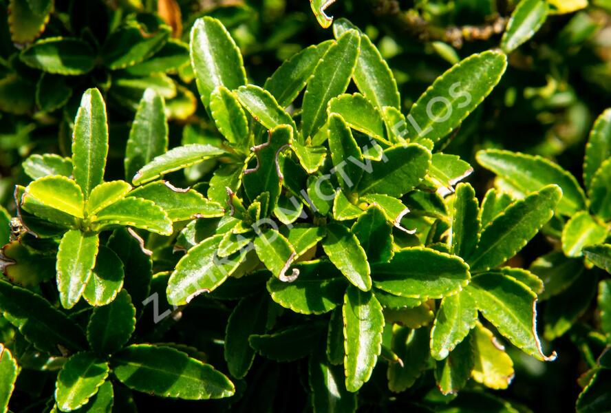 Brslen japonský 'Microphyllus' - Euonymus japonicus 'Microphyllus'