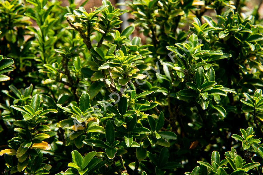 Brslen japonský 'Microphyllus' - Euonymus japonicus 'Microphyllus'