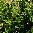 Brslen japonský 'Microphyllus' - Euonymus japonicus 'Microphyllus'