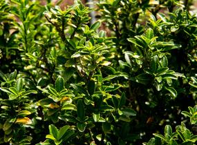 Brslen japonský 'Microphyllus' - Euonymus japonicus 'Microphyllus'