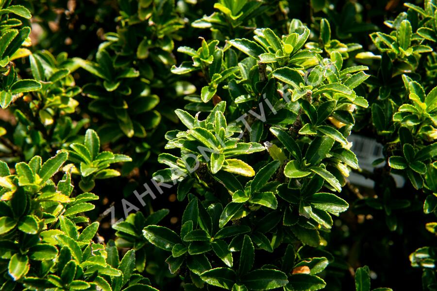 Brslen japonský 'Microphyllus' - Euonymus japonicus 'Microphyllus'