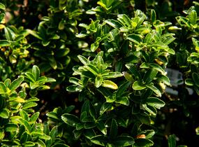 Brslen japonský 'Microphyllus' - Euonymus japonicus 'Microphyllus'