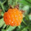 Ostružiník čínský, žlutoplodý - Rubus xanthocarpus