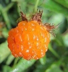 Ostružiník čínský, žlutoplodý