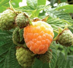 Maliník beztrnný 'Summer Lovers Garden Apricot' - Rubus idaeus 'Summer Lovers Garden Apricot'