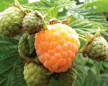 Maliník beztrnný remontantní 'Summer Lovers Garden Apricot'