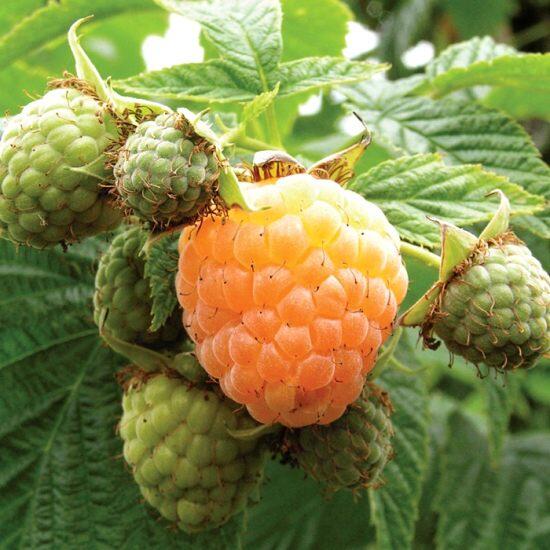 Maliník beztrnný remontantní 'Summer Lovers Garden Apricot' - Rubus idaeus 'Summer Lovers Garden Apricot'