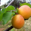 Meruňka obecná - Prunus armeniaca