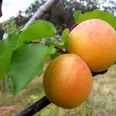 Meruňka obecná - Prunus armeniaca