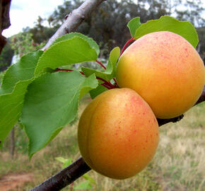 Meruňka obecná - Prunus armeniaca