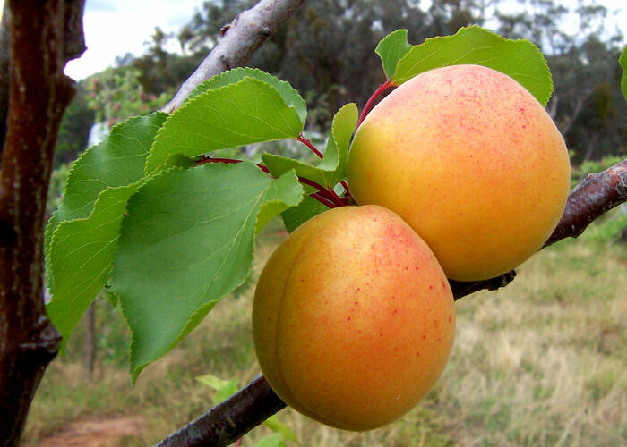 Meruňka obecná - Prunus armeniaca