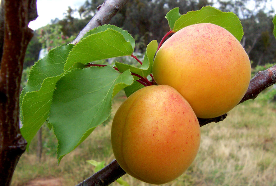 Meruňka obecná - Prunus armeniaca