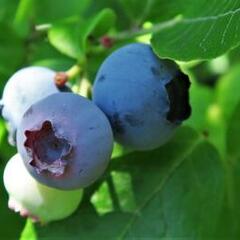 Borůvka chocholičnatá, kanadská borůvka 'Duke' - Vaccinium corymbosum 'Duke'