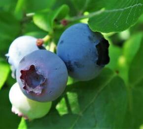 Borůvka chocholičnatá, kanadská borůvka 'Duke' - Vaccinium corymbosum 'Duke'