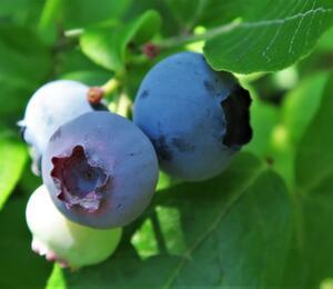 Borůvka chocholičnatá, kanadská borůvka 'Duke' - Vaccinium corymbosum 'Duke'