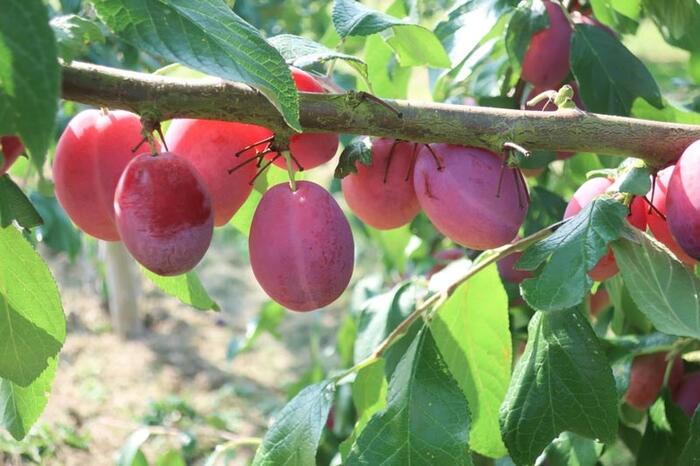 Švestka domácí - Prunus domestica