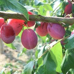 Švestka domácí - Prunus domestica