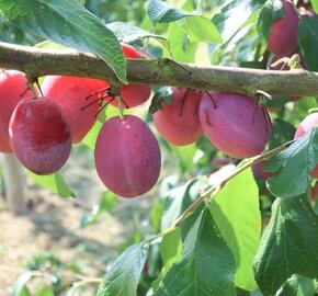 Švestka domácí - Prunus domestica